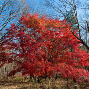 Japán juhar (Acer palmatum)