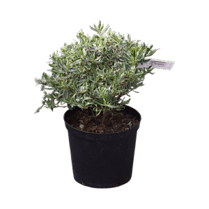 Nagyvirágú abélia – Abelia grandiflora ‘Confetti’