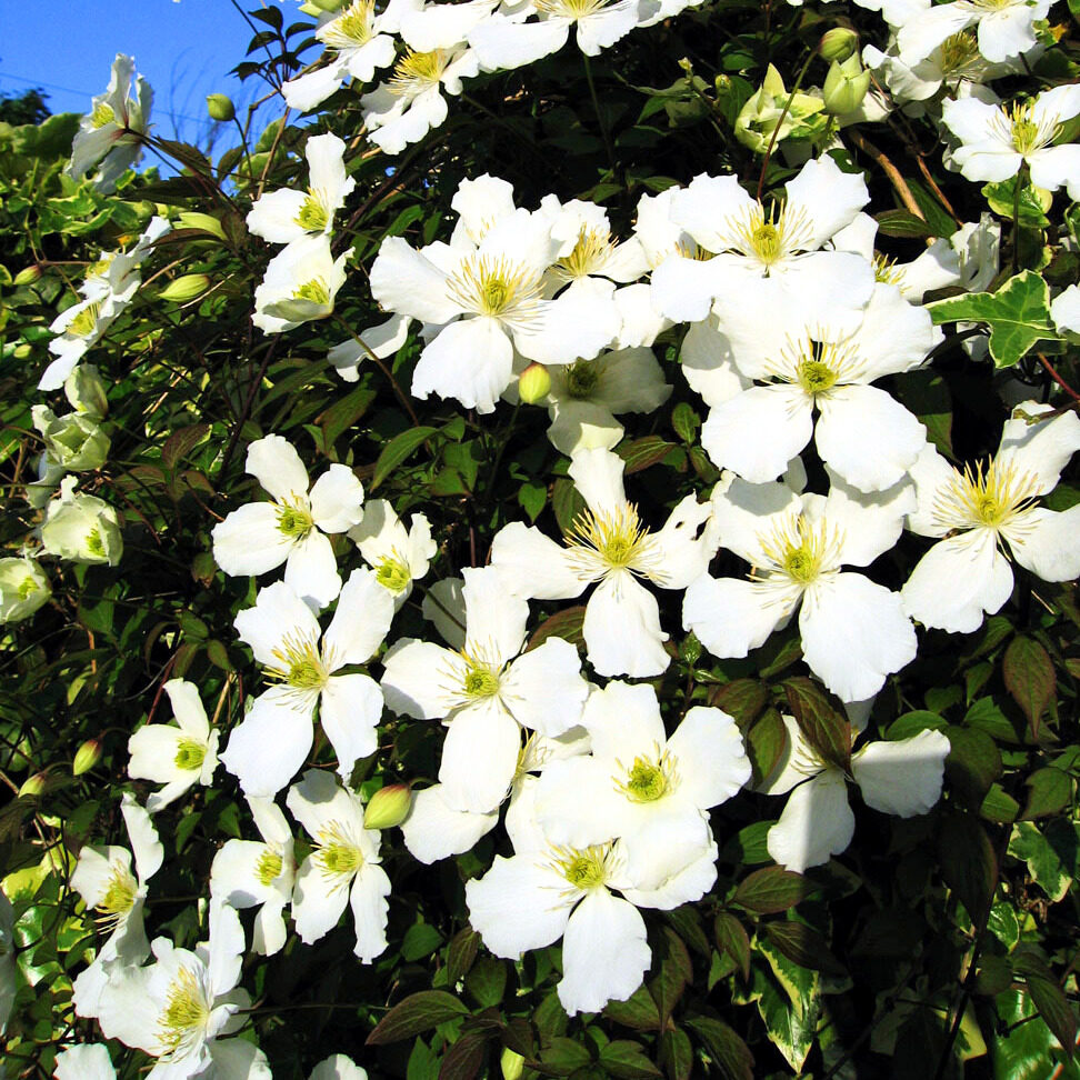 Hegyi iszalag – Clematis montana