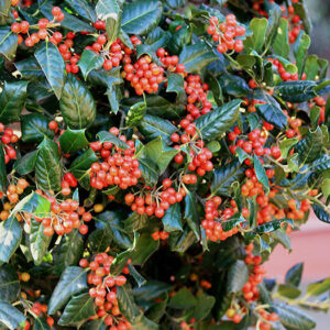 Nagy-levelű magyal (ilex mutchagara ‘nellie r. stevens’)
