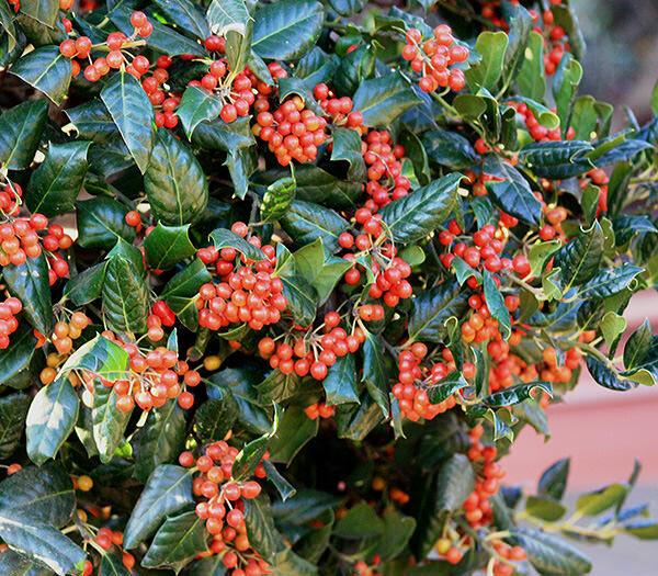 Nagy-levelű magyal (ilex mutchagara ‘nellie r. stevens’)
