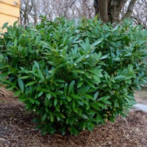 Alacsony növésű babérmeggy (Prunus laurocerasus ‘otto luyken’)