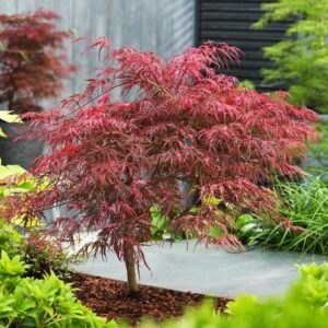 Japán juhar (Acer palmatum ‘inaba-shidare’)