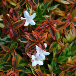 Nagyvirágú abélia (Abelia grandiflora ‘Kaleidoscope’)
