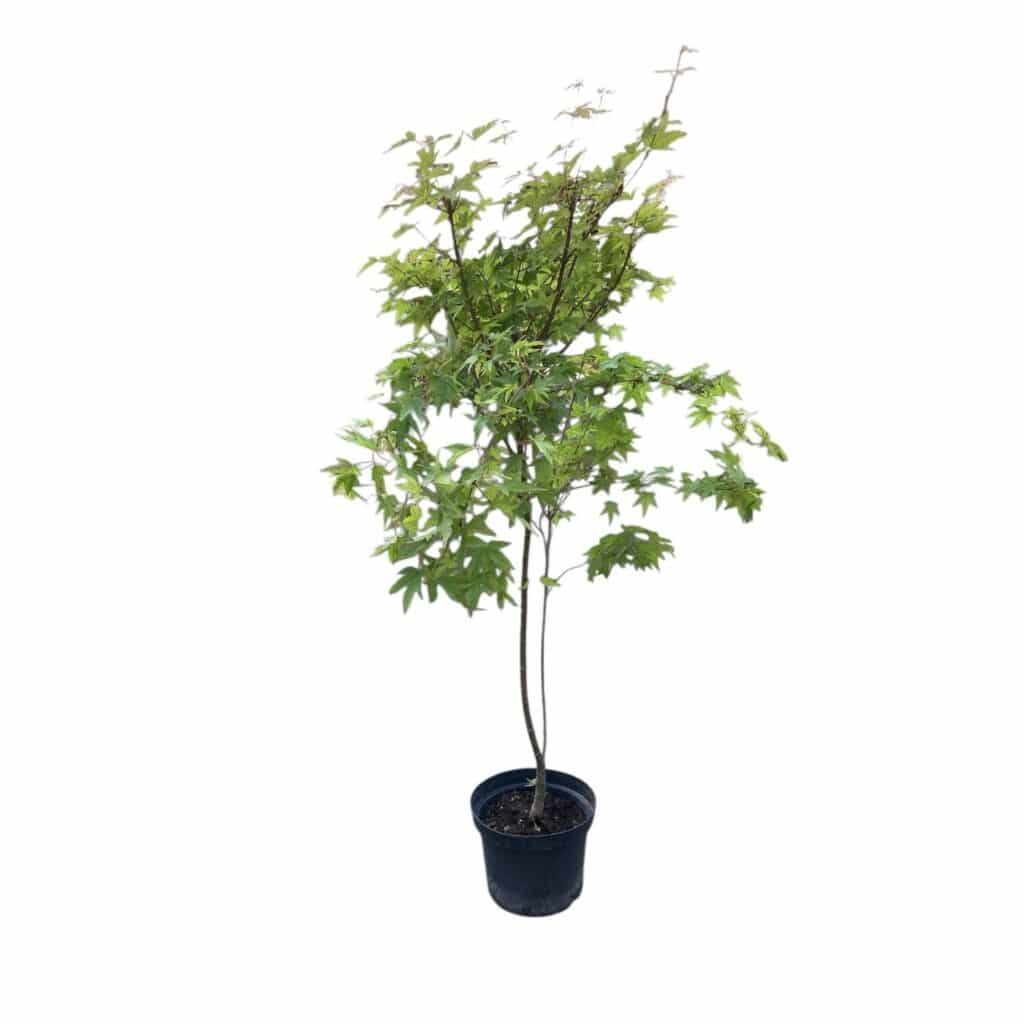 Japán juhar (Acer palmatum)