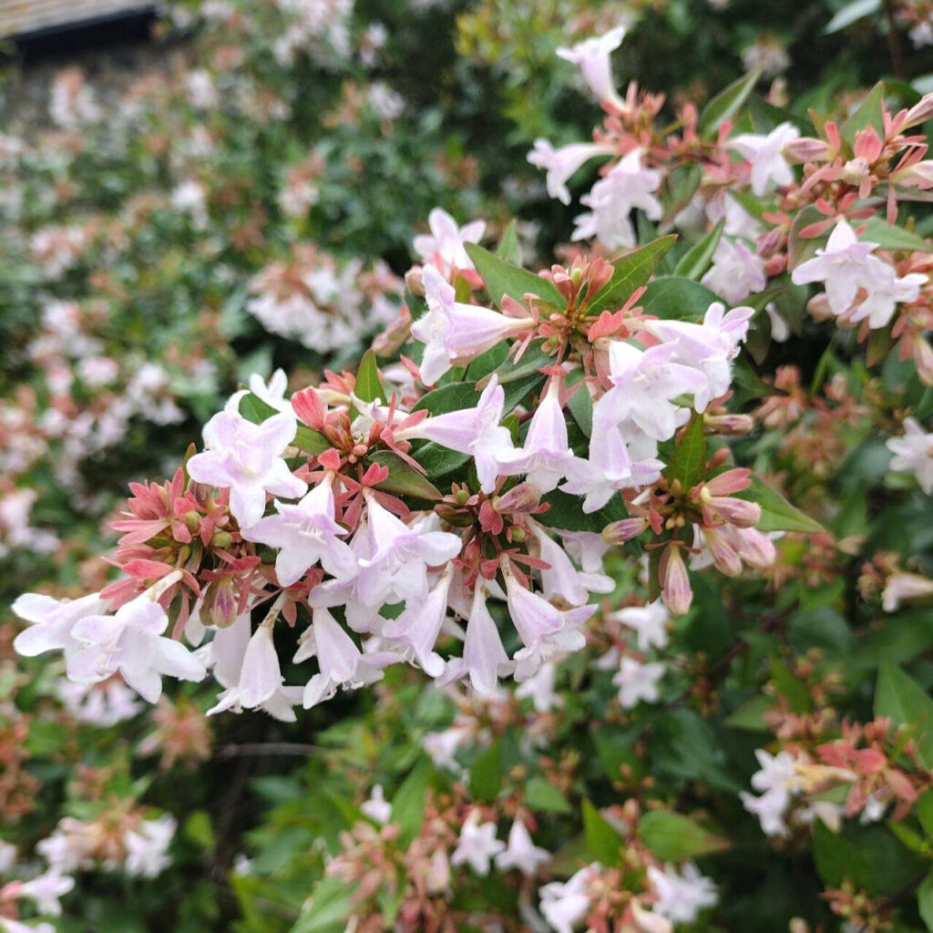 Nagyvirágú abélia – Abelia grandiflora