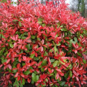 Korallberkenye (photinia fraseri ‘ little red robin’)