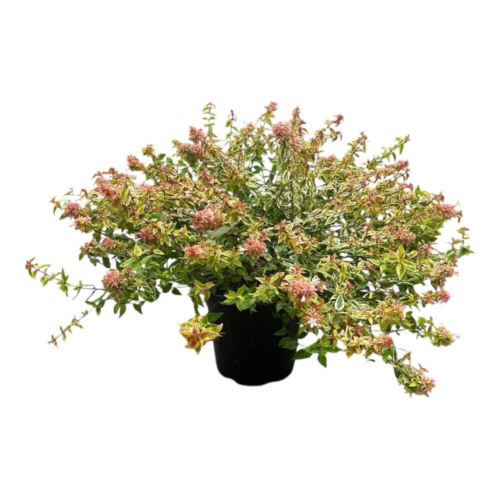Nagyvirágú abélia (Abelia grandiflora ‘Kaleidoscope’)