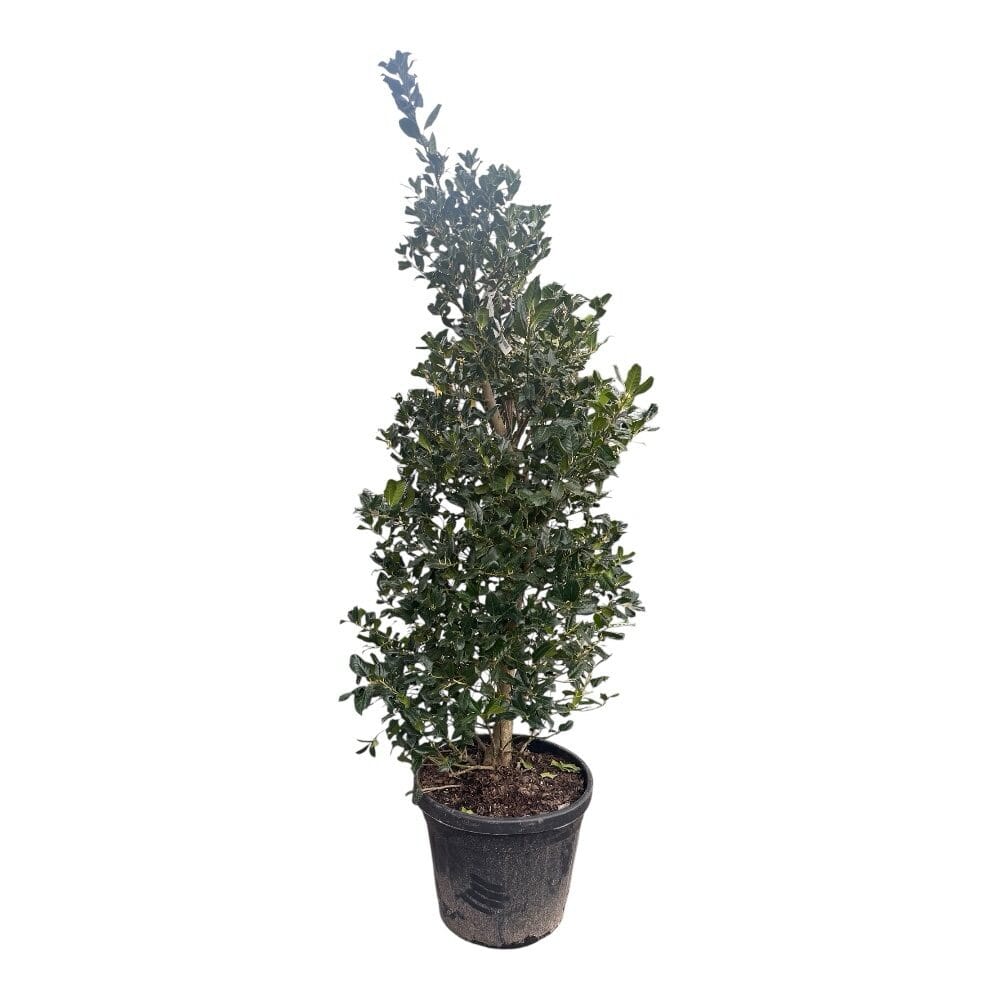 Nagy-levelű magyal (ilex mutchagara ‘nellie r. stevens’)