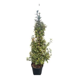 Tarka ezüstfa (elaeagnus ebbingei ‘viveleg’)