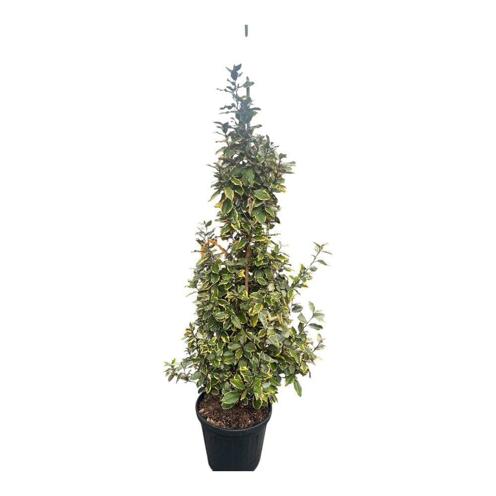Tarka ezüstfa (elaeagnus ebbingei ‘viveleg’)
