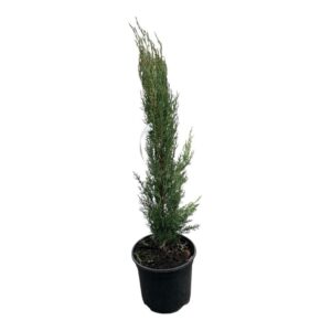 Európai ciprus (Cupressus sempervirens ‘Totem’)