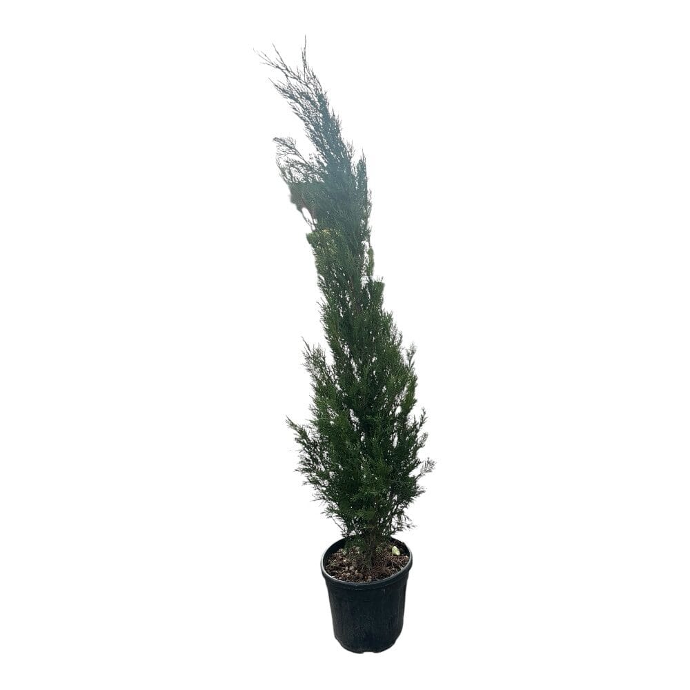 Oszlopos leylandi ciprus – Cupressocyparis leylandii ‘pyramidalis’