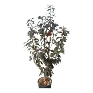 Vöröslevelű japán díszcseresznye (Prunus serrulata ‘Royal Burgundy’)
