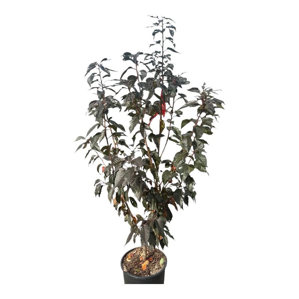 Vöröslevelű japán díszcseresznye (Prunus serrulata ‘Royal Burgundy’)