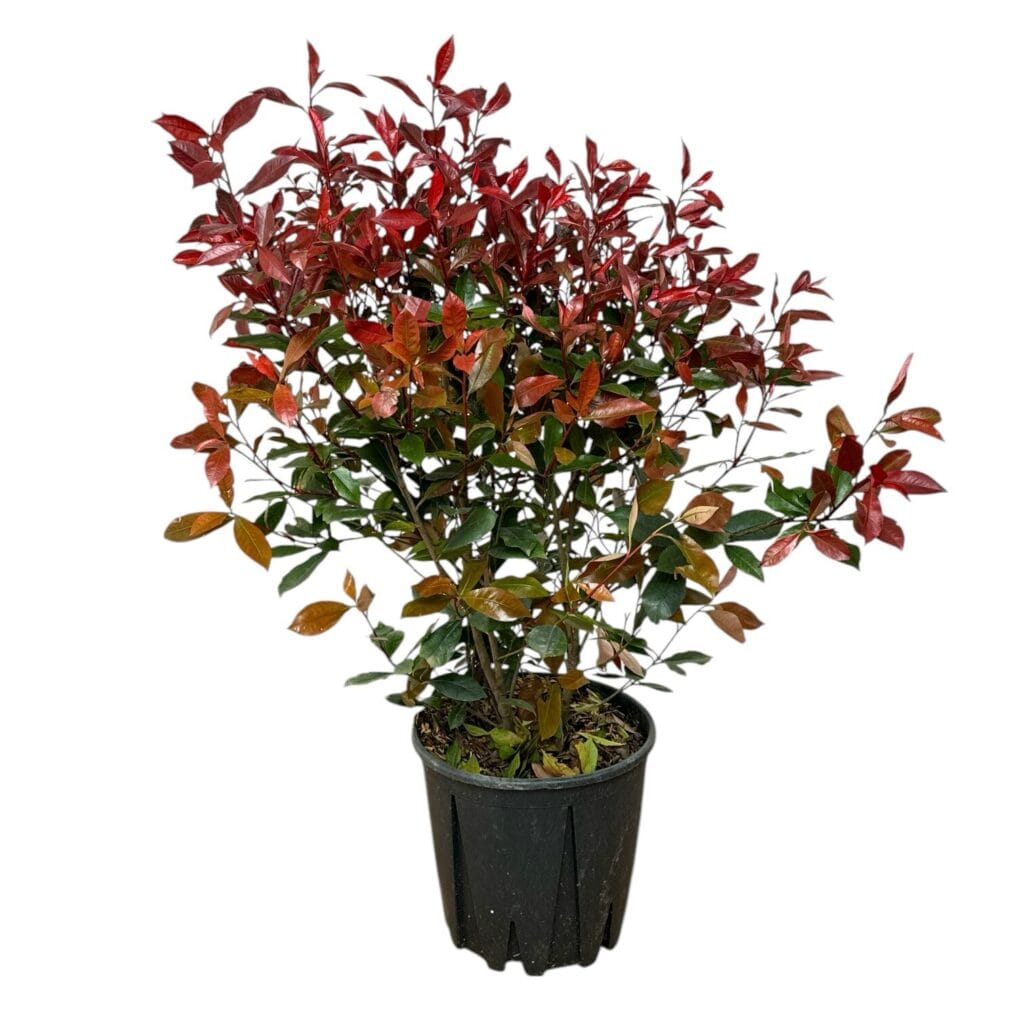 Korallberkenye (Photinia fraseri ‘Magical Vulcano’)