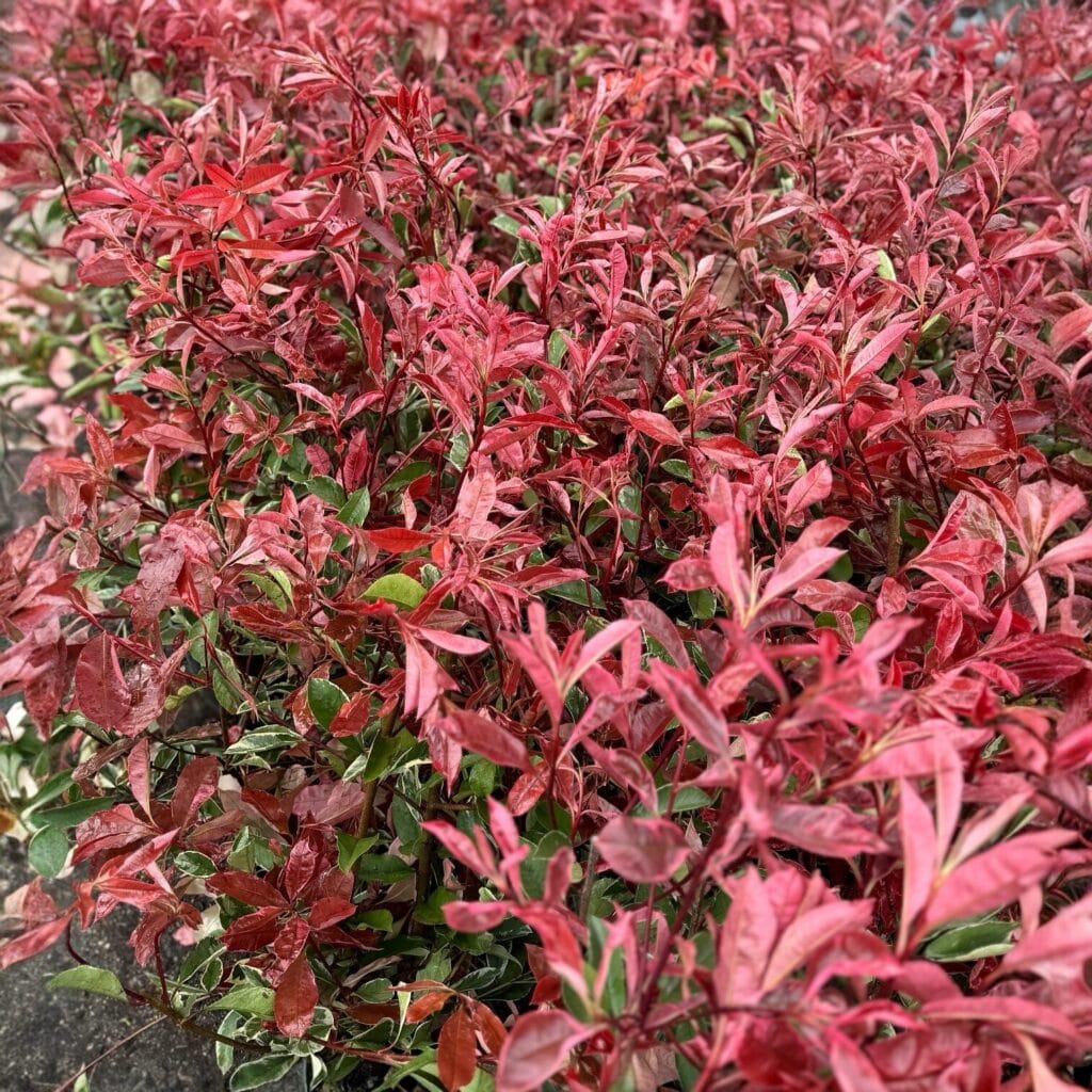 Korallberkenye (Photinia fraseri ‘Magical Vulcano’)