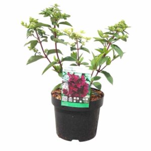 Bugás hortenzia (Hydrangea paniculata ‘Wim’s Red’)
