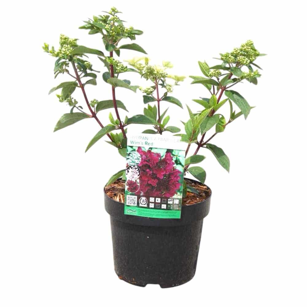 Bugás hortenzia (Hydrangea paniculata ‘Wim’s Red’)