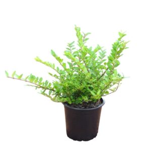 Télizöld meternye (Lonicera nitida ‘maigrün’)