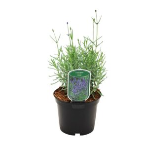 Provanszi hibrid levendula (Lavandula intermedia ‘grosso’)