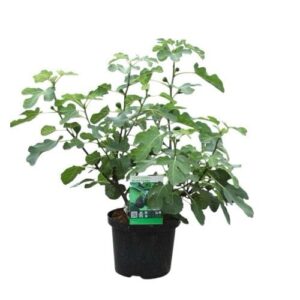 Közönséges füge (ficus carica sp.)