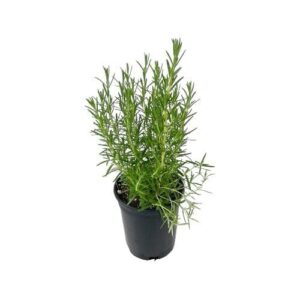 Közönséges rozmaring (Rosmarinus officinalis)