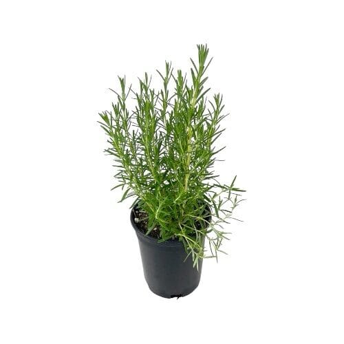 Közönséges rozmaring (Rosmarinus officinalis)
