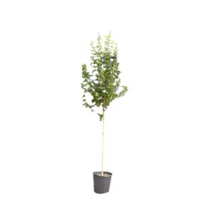 ‘Elsrijk’ mezei juhar (Acer campestre ‘elsrijk’)