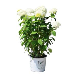 Cserjés hortenzia (Hydrangea arborescens ‘Annabelle’)