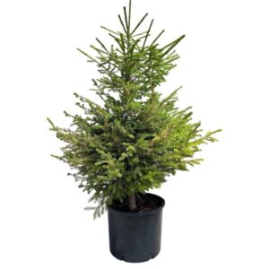 Európai lucfenyő – Picea abies