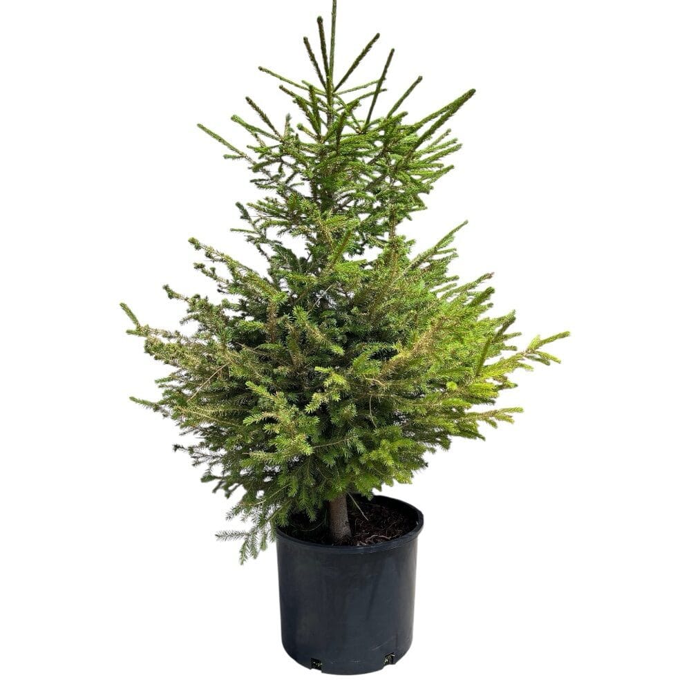 Európai lucfenyő – Picea abies