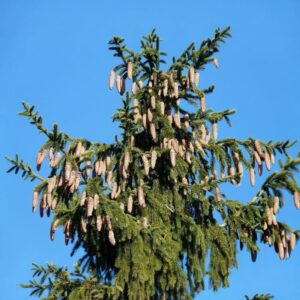 Európai lucfenyő – Picea abies