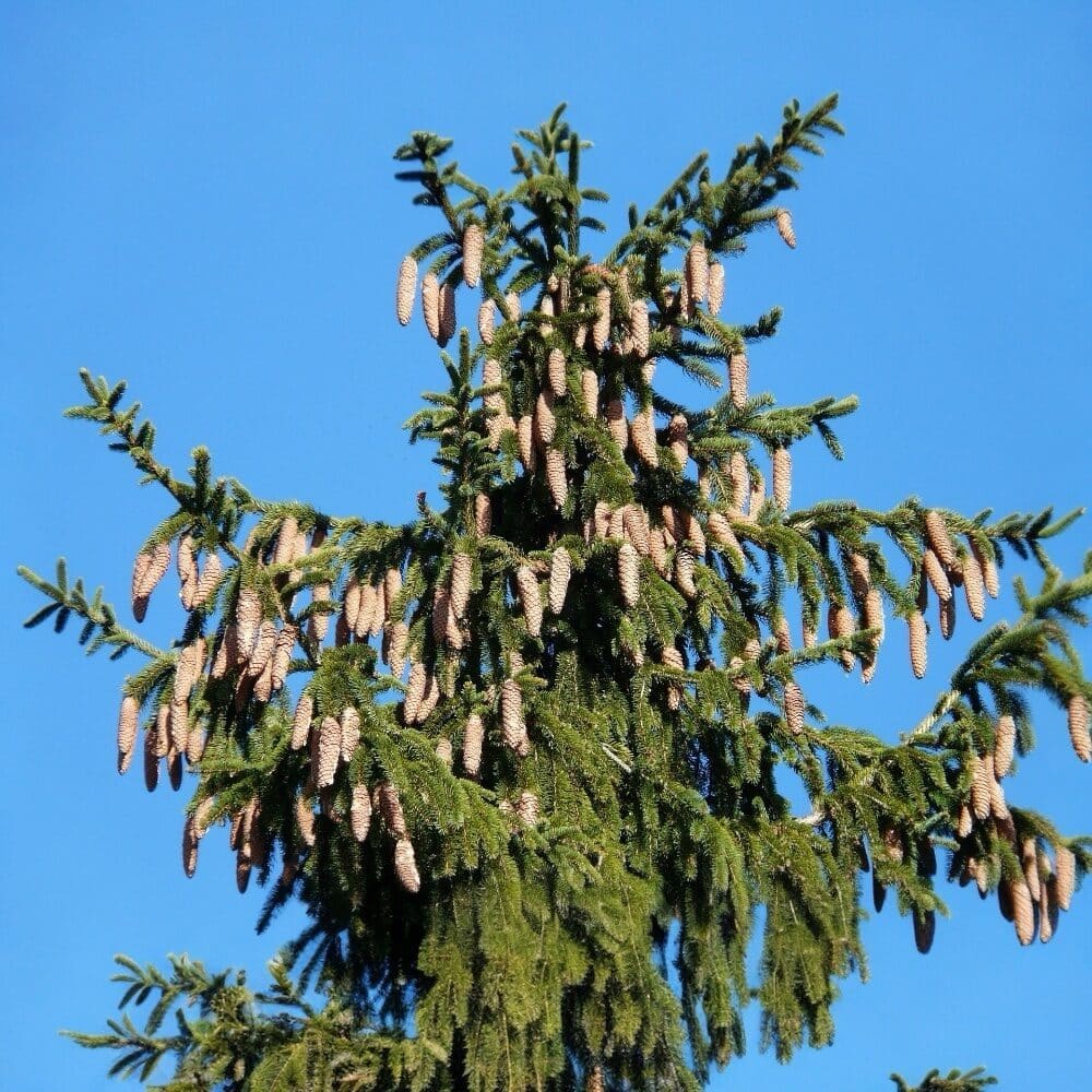 Európai lucfenyő – Picea abies