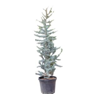 Ezüstös atlasz cédrus (Cedrus atlantica ‘glauca’)