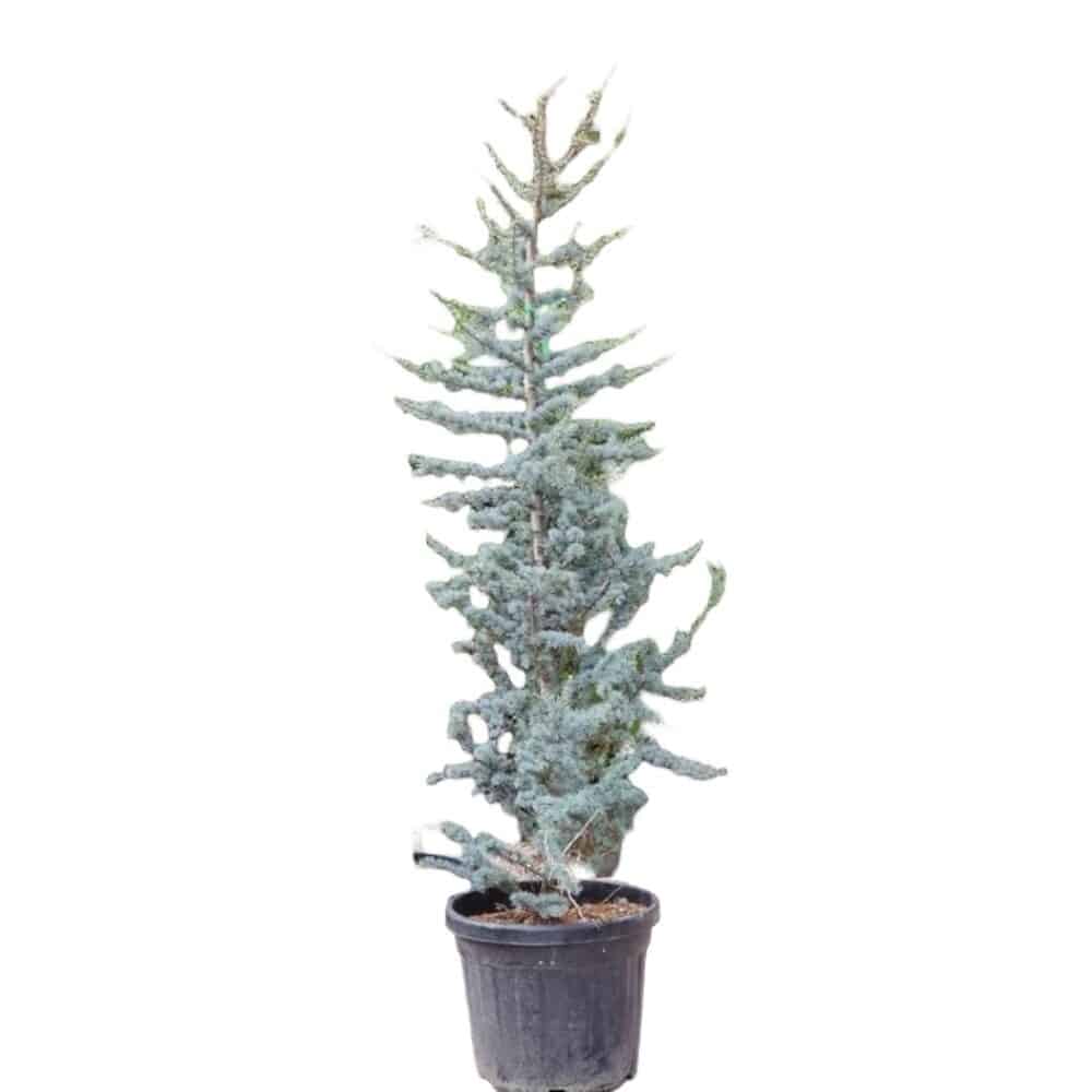 Ezüstös atlasz cédrus (Cedrus atlantica ‘glauca’)