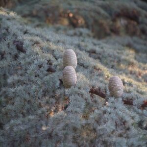 Ezüstös atlasz cédrus (Cedrus atlantica ‘glauca’)