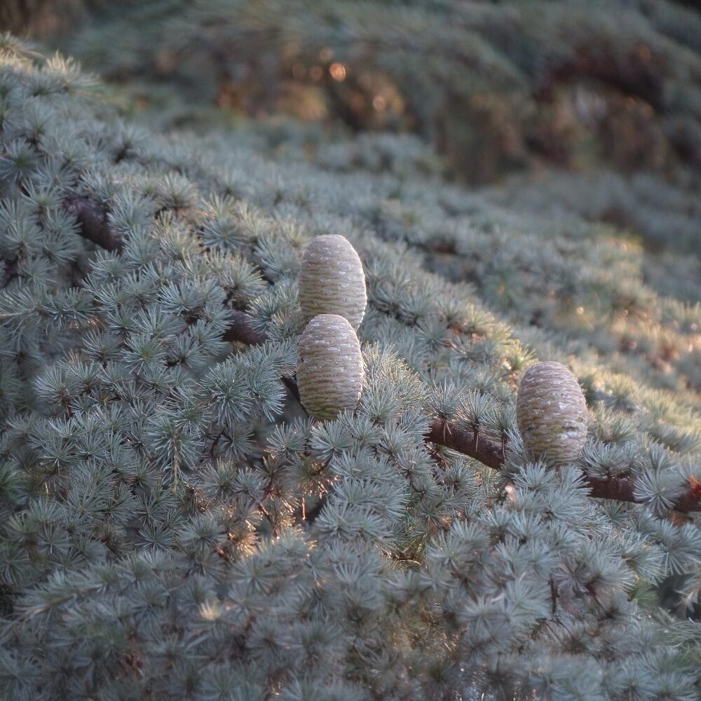 Ezüstös atlasz cédrus (Cedrus atlantica ‘glauca’)