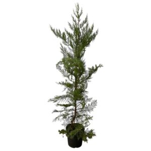 Leylandi ciprus (Cupressocyparis leylandii)