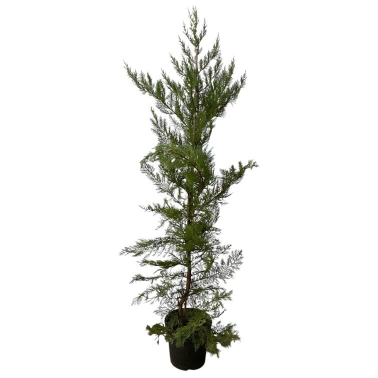 Leylandi ciprus (Cupressocyparis leylandii)
