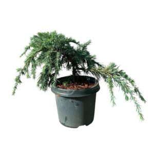 Himalájai terülő cédrus (cedrus deodara ‘feeling blue’)