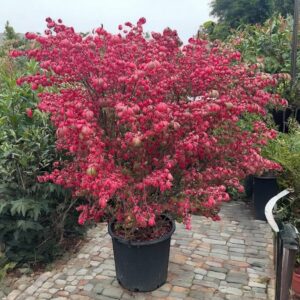 Szárnyas kecskerágó (euonymus alatus ‘compactus’)