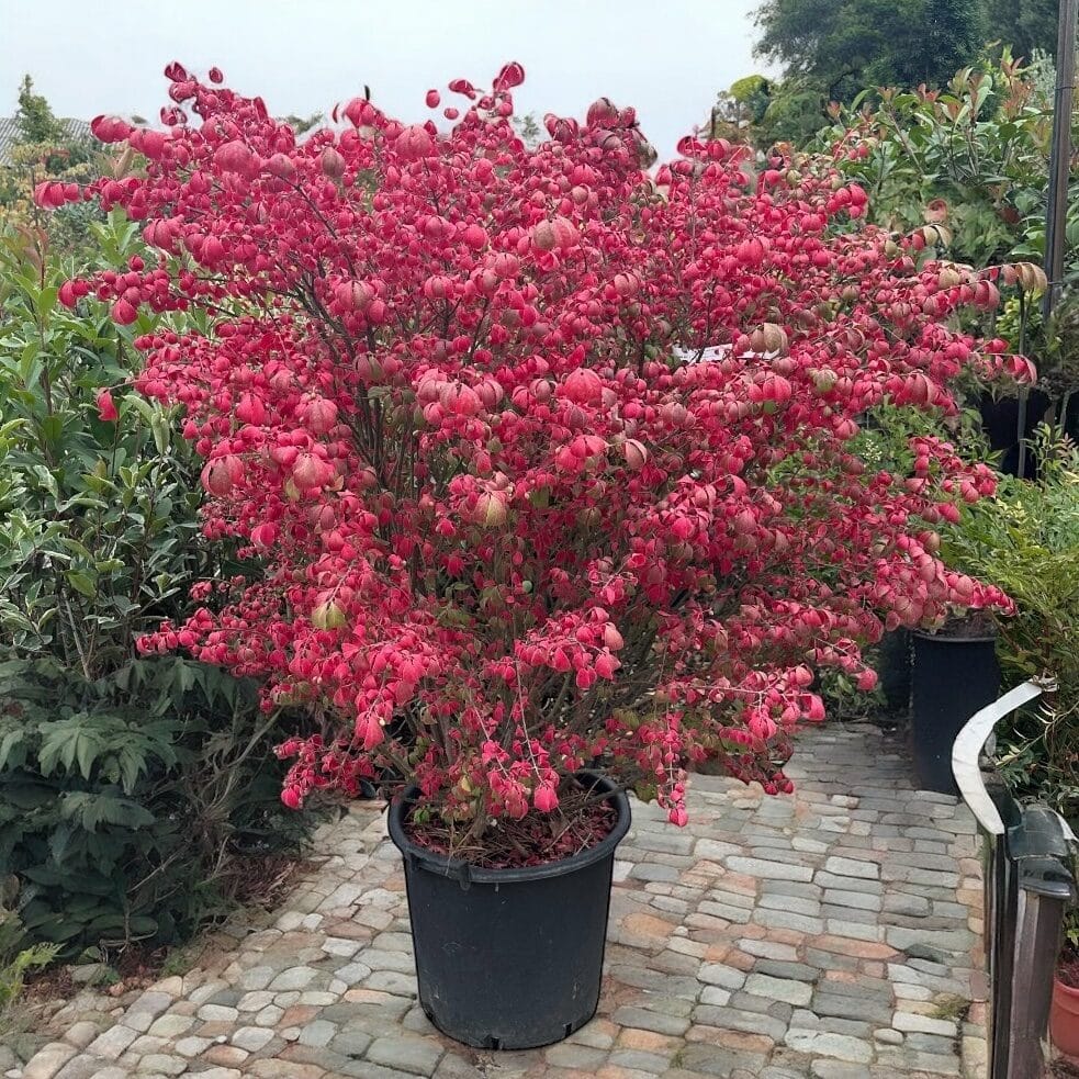 Szárnyas kecskerágó (euonymus alatus ‘compactus’)