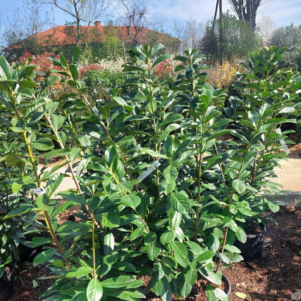 Nagylevelű babérmeggy (prunus laurocerasus ‘novita’)