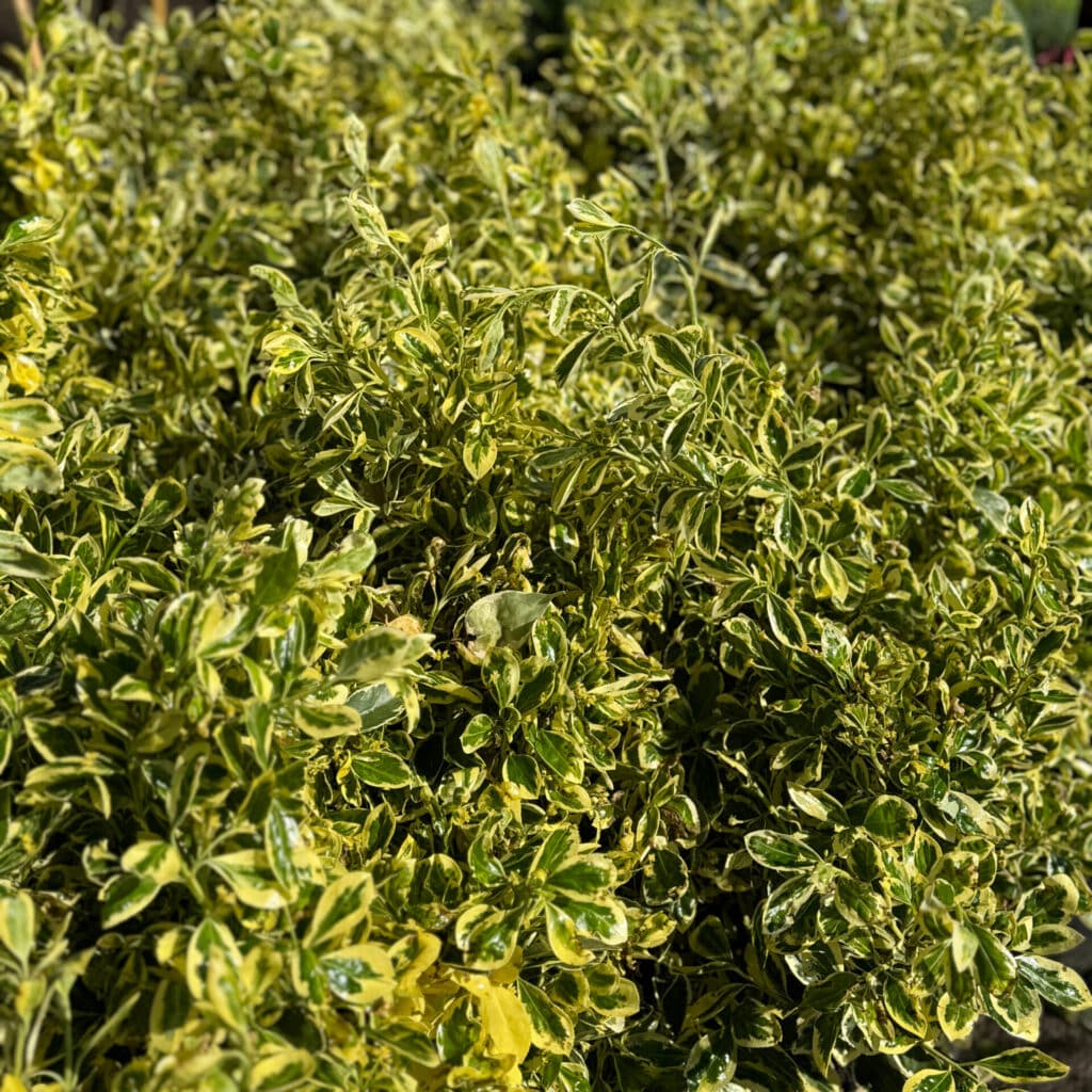 Tarka japán kecskerágó (euonymus japonicus ‘bravo’)