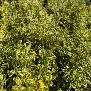 Tarka japán kecskerágó (euonymus japonicus ‘bravo’)
