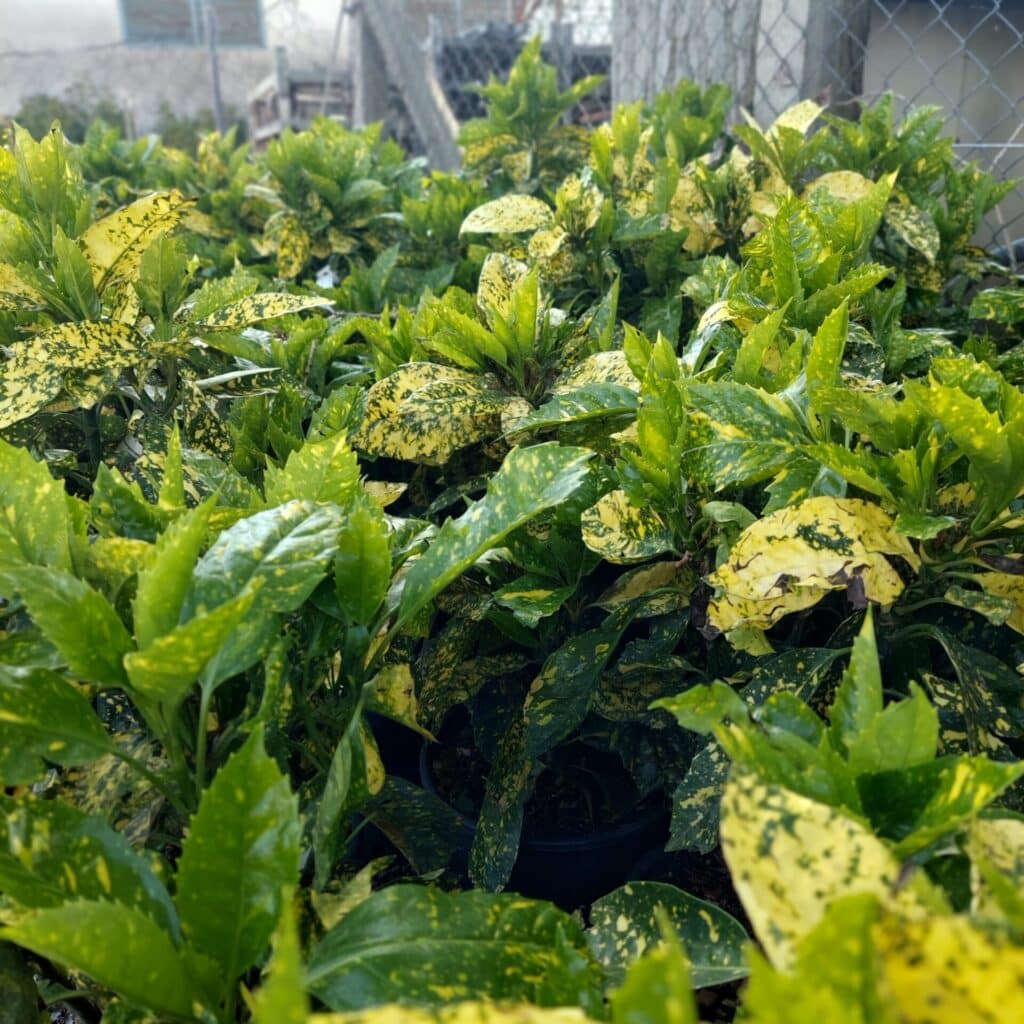 Tarka japán babérsom (Aucuba japonica ‘crotonifolia gold’)