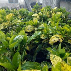 Tarka japán babérsom (Aucuba japonica ‘crotonifolia gold’)