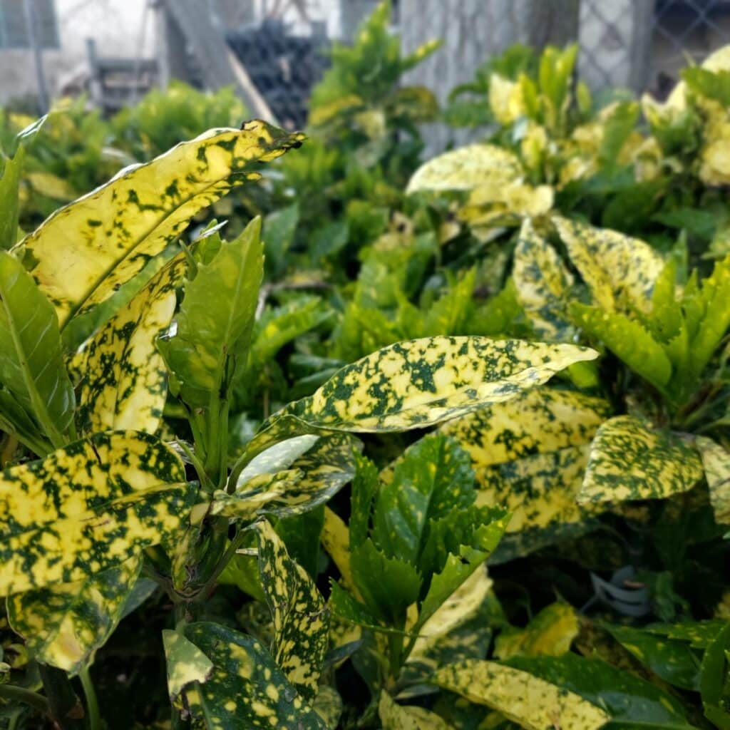 Tarka japán babérsom (Aucuba japonica ‘crotonifolia gold’)