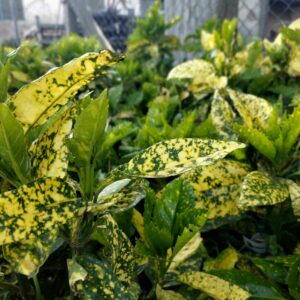 Tarka japán babérsom (Aucuba japonica ‘crotonifolia gold’)